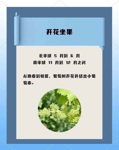 葡萄成熟时官方正式版下载：最新版下载地址推荐