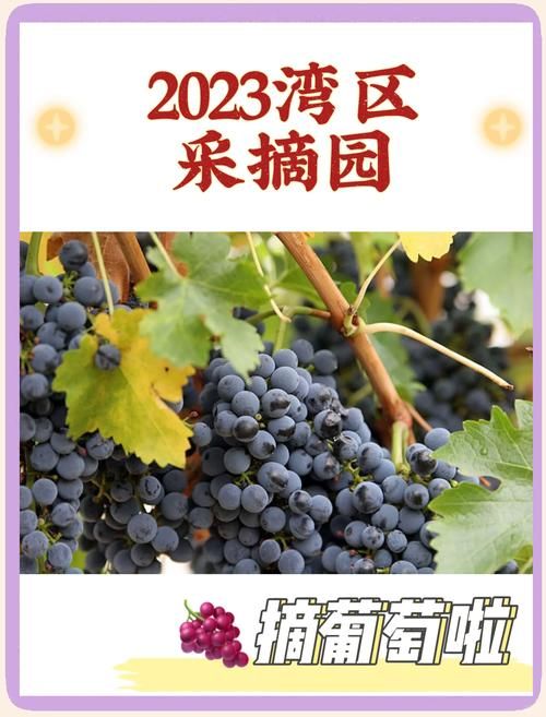 葡萄成熟时官网入口：海量商品，优惠多多，等你来抢
