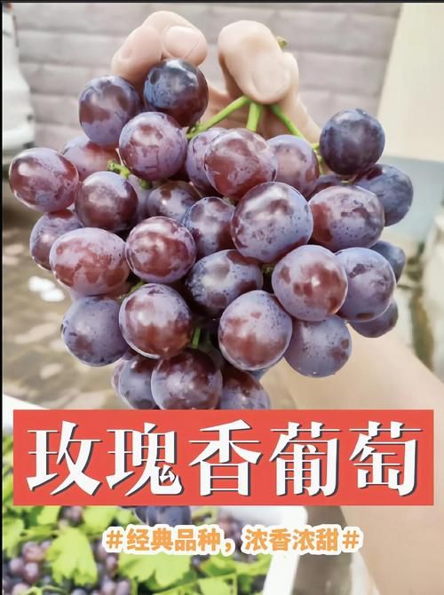 葡萄成熟时官网入口：海量商品，优惠多多，等你来抢