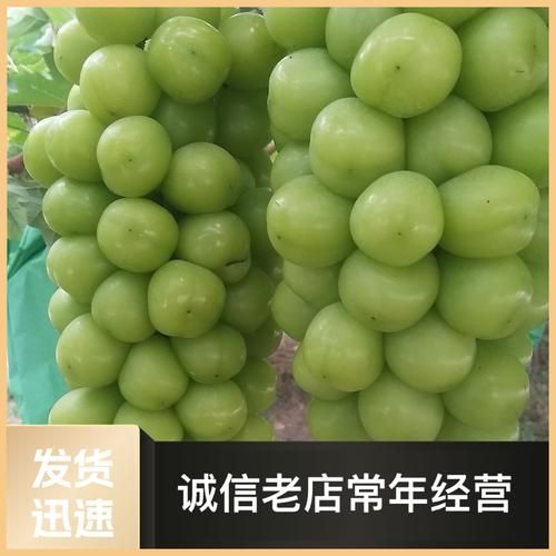 葡萄成熟时官网入口：海量商品，优惠多多，等你来抢