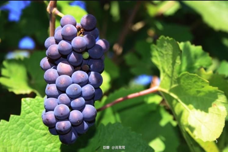 葡萄成熟时最新评价：豆瓣高分口碑剧集推荐