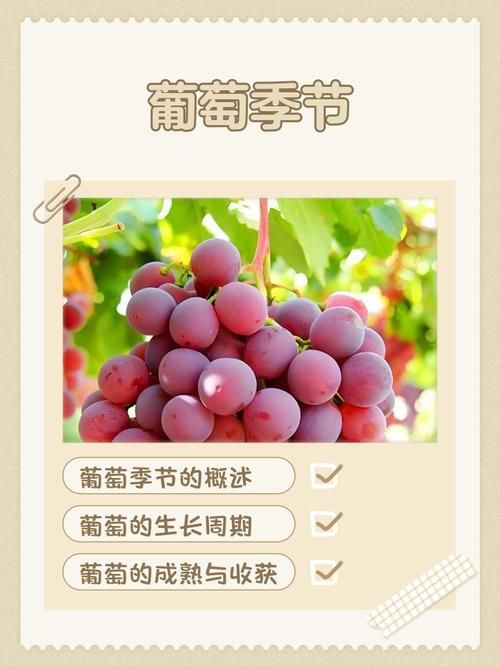 葡萄成熟时最新评价：豆瓣高分口碑剧集推荐