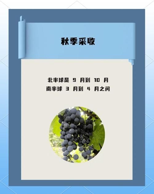 葡萄成熟时汉化版下载地址：快速下载无等待