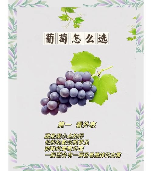 葡萄成熟时游戏攻略：从新手到高手进阶指南