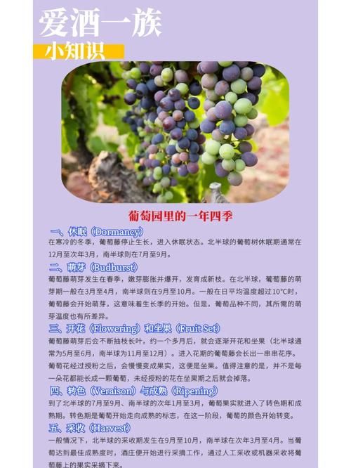 葡萄成熟时游戏攻略：从新手到高手进阶指南