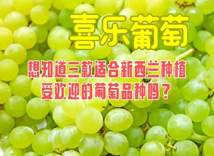 葡萄成熟时版本大全：听遍所有翻唱，感受经典魅力
