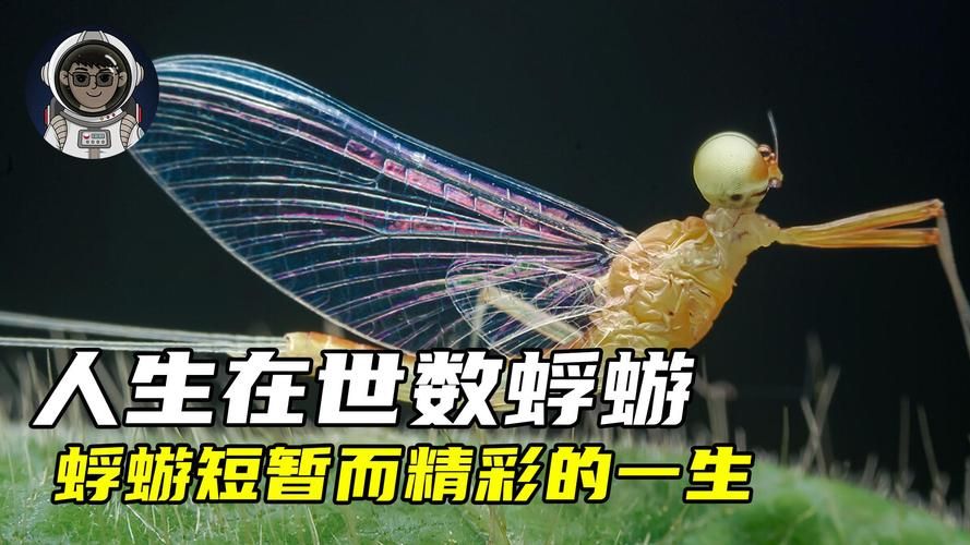 蜉蝣V0.2游戏官网：最新版本下载，超多精彩内容！