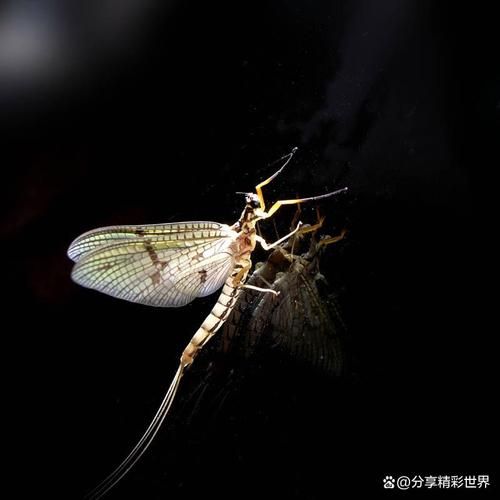蜉蝣最新版本体验分享：玩家真实感受