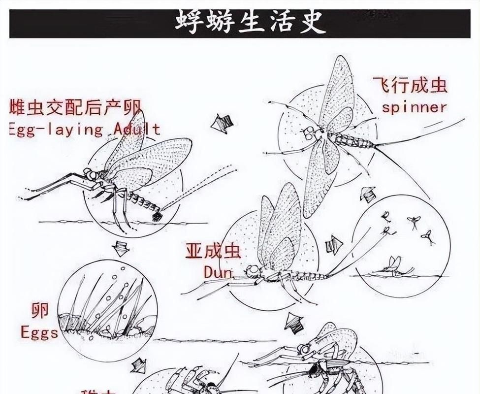 蜉蝣最新视频：网友拍下蜉蝣集体爆发，密密麻麻场面令人惊叹！