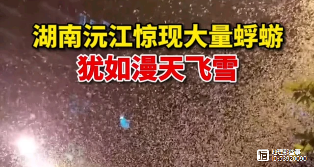 蜉蝣最新视频：网友拍下蜉蝣集体爆发，密密麻麻场面令人惊叹！