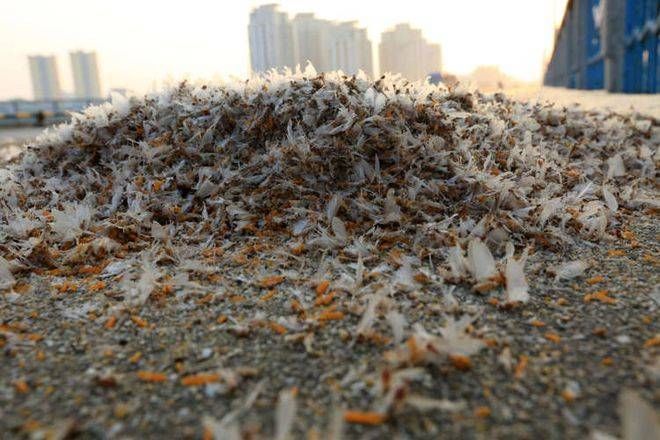 蜉蝣最新视频：网友拍下蜉蝣集体爆发，密密麻麻场面令人惊叹！