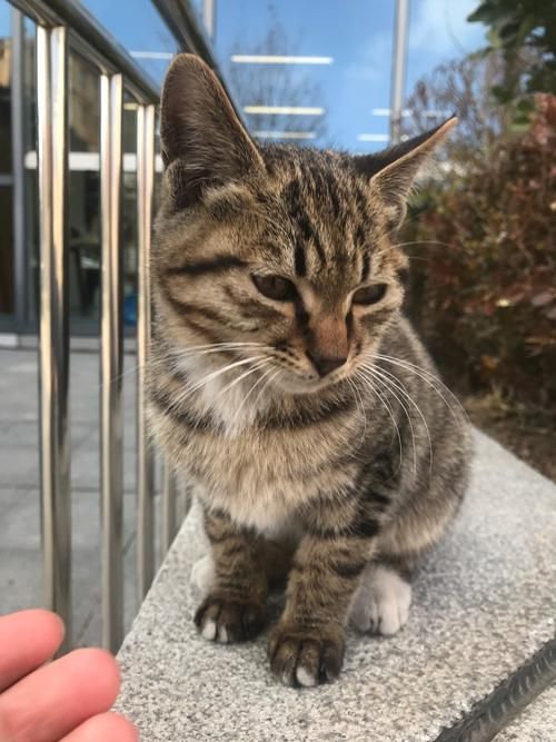 超全小野猫N上版本大全，下载地址都在这里！