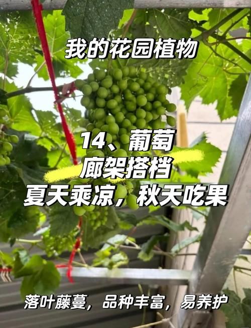轻松玩转葡萄成熟时：游戏攻略及技巧分享