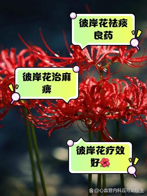还在找彼岸花下载？这里有你想要的下载资源