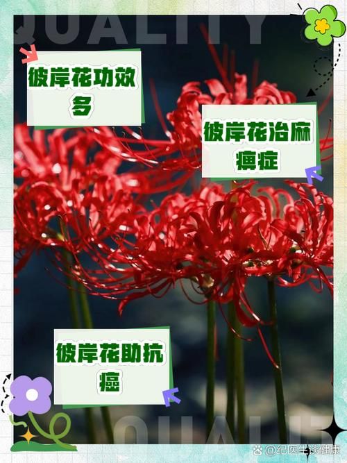 还在找彼岸花下载？这里有你想要的下载资源
