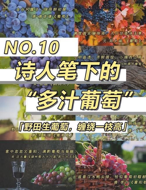 还在找葡萄成熟时下载？试试这些音乐平台