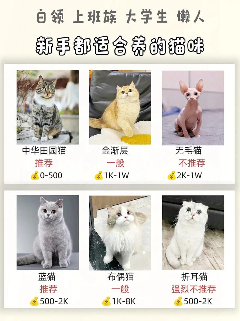 还在玩旧版当你的猫咪？最新版本更新了什么？