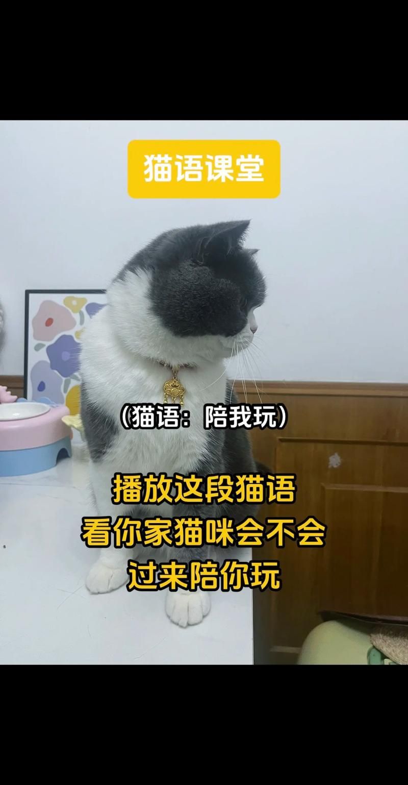 还在玩旧版当你的猫咪？最新版本更新了什么？