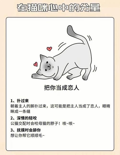 还在玩旧版当你的猫咪？最新版本更新了什么？
