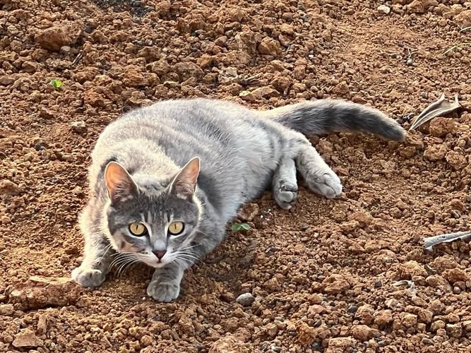 野猫下载地址分享：快速下载高清资源