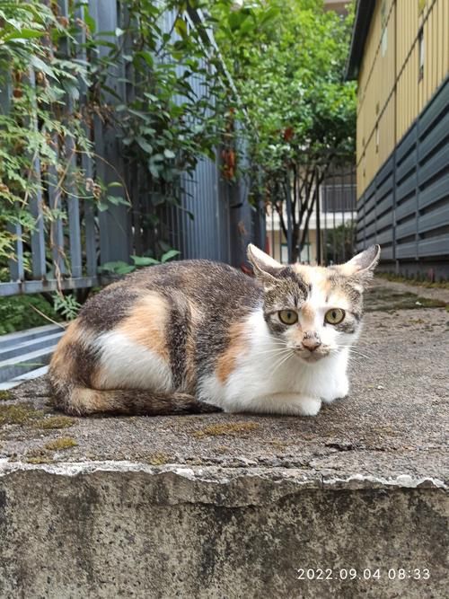 野猫下载地址分享：快速下载高清资源