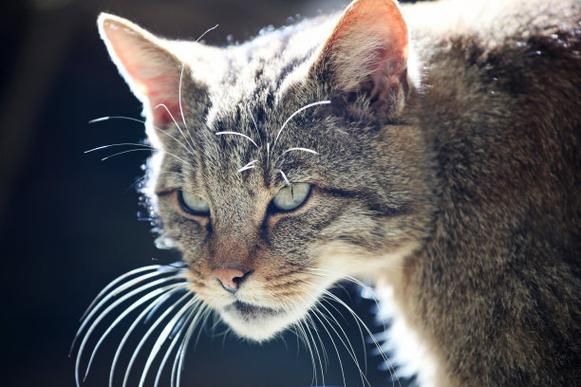 野猫下载地址分享：快速下载高清资源