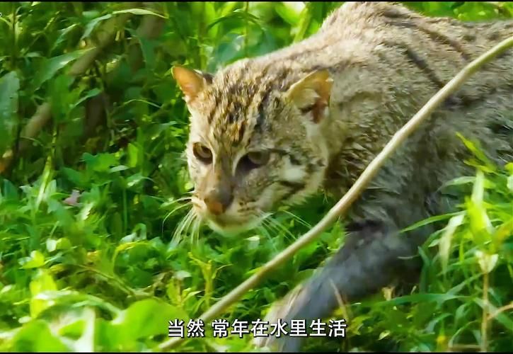 野猫官方网站：高清流畅，看片更爽