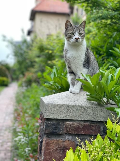 野猫官方网站：高清流畅，看片更爽