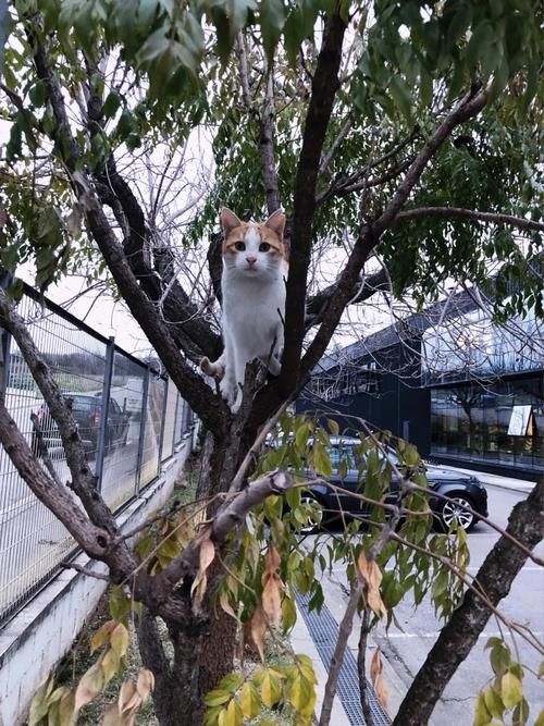 野猫官方网站：高清流畅，看片更爽