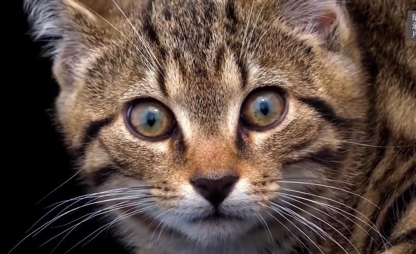 野猫官方网站：高清流畅，看片更爽