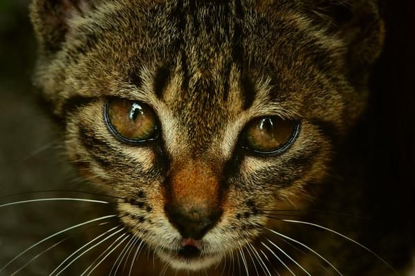 野猫官方网站：高清流畅，看片更爽
