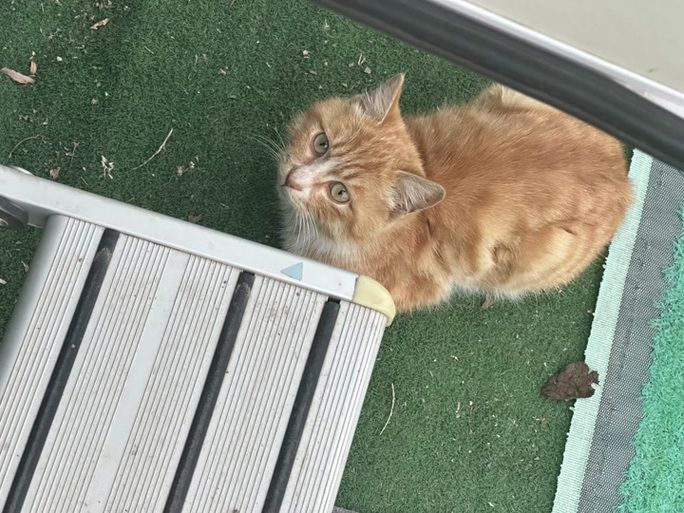 野猫官方网站：高清流畅，看片更爽