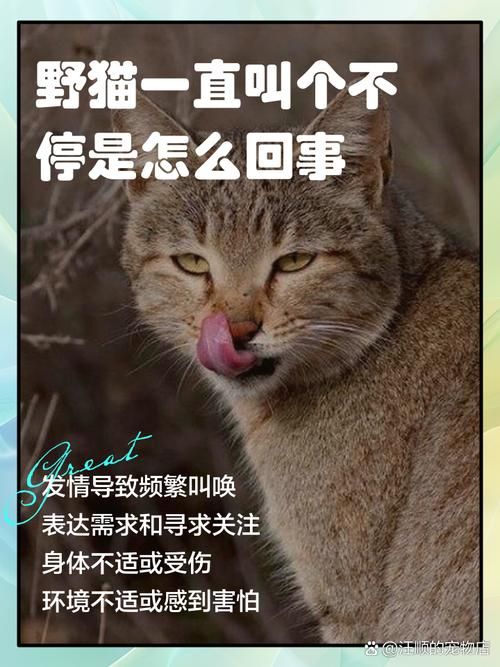 野猫最新消息：纪录片上映，带你走进野猫世界！