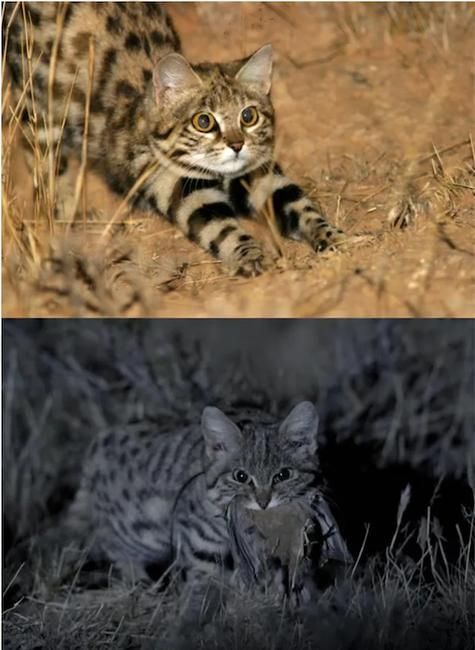 野猫最新消息：纪录片上映，带你走进野猫世界！