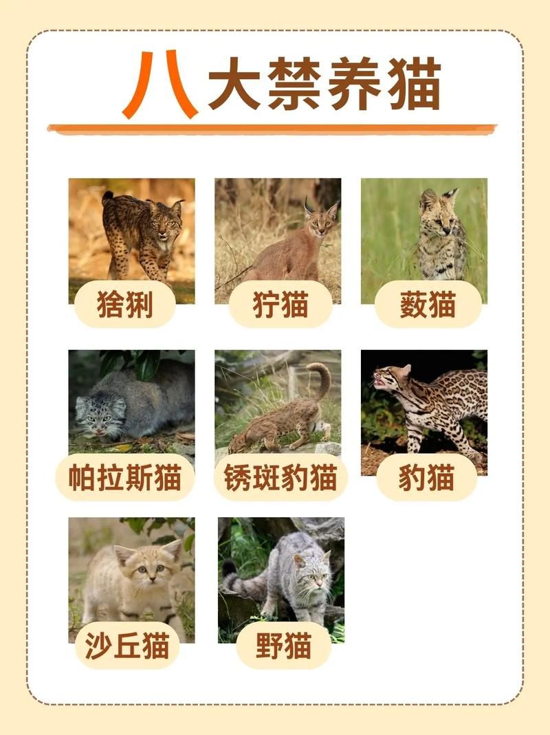 野猫最新消息：纪录片上映，带你走进野猫世界！