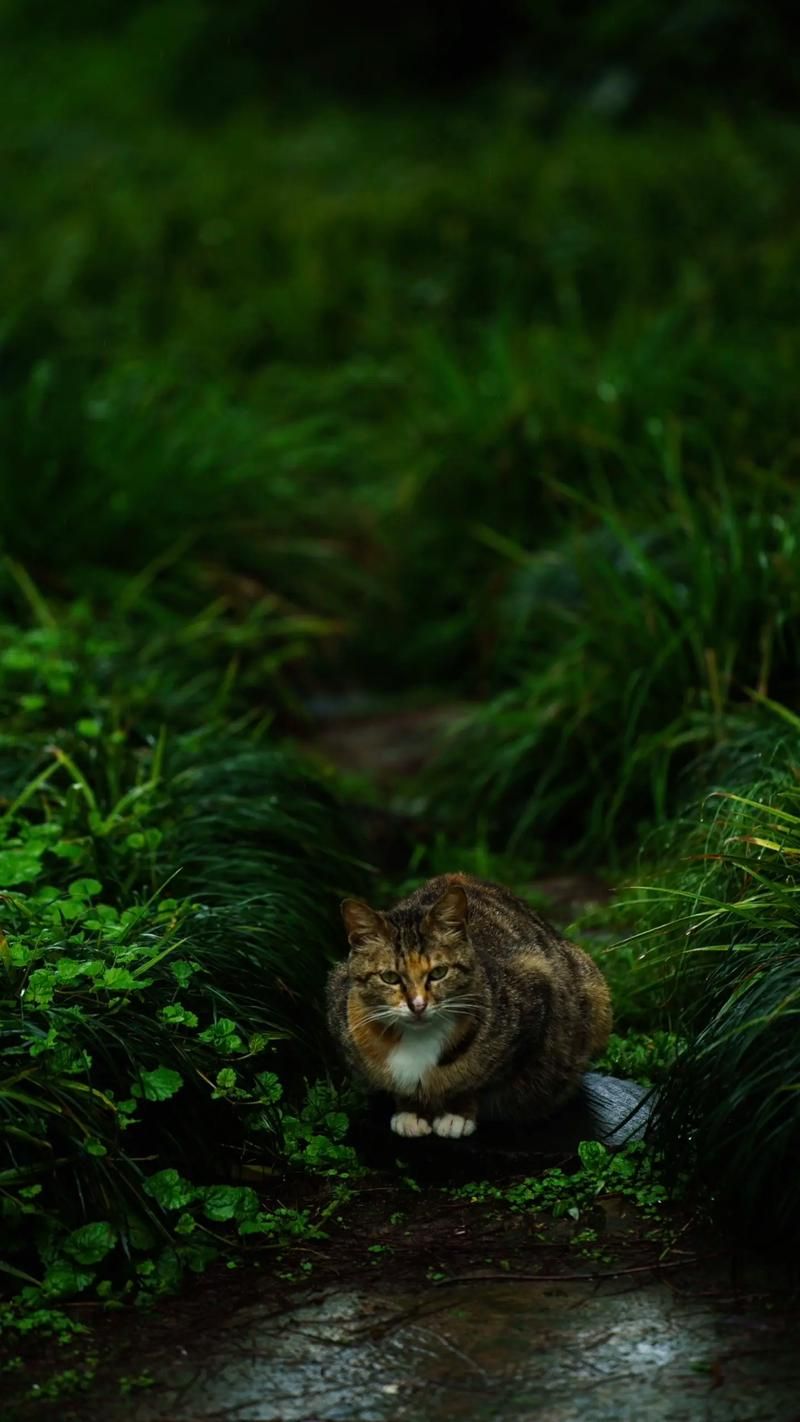 野猫最新版本是多少？2024最新版下载地址分享