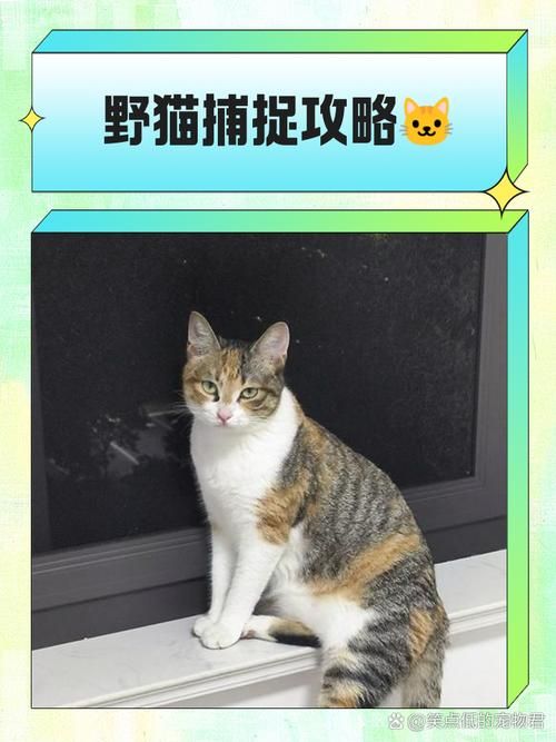 野猫游戏更新地址：快速下载畅玩最新版
