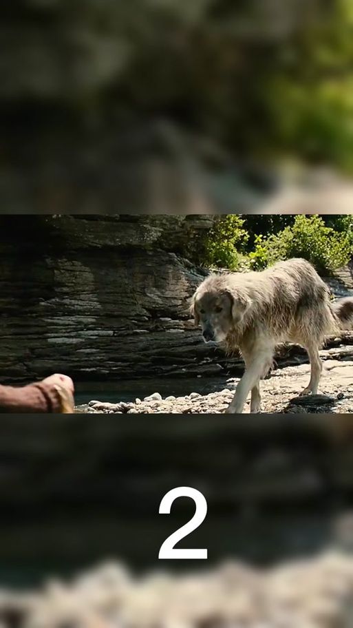 阳光下的野兽最新版下载地址：快速下载免等待