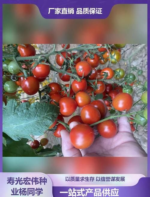 高产苗床圣女版本大全：轻松种植圣女果的技巧