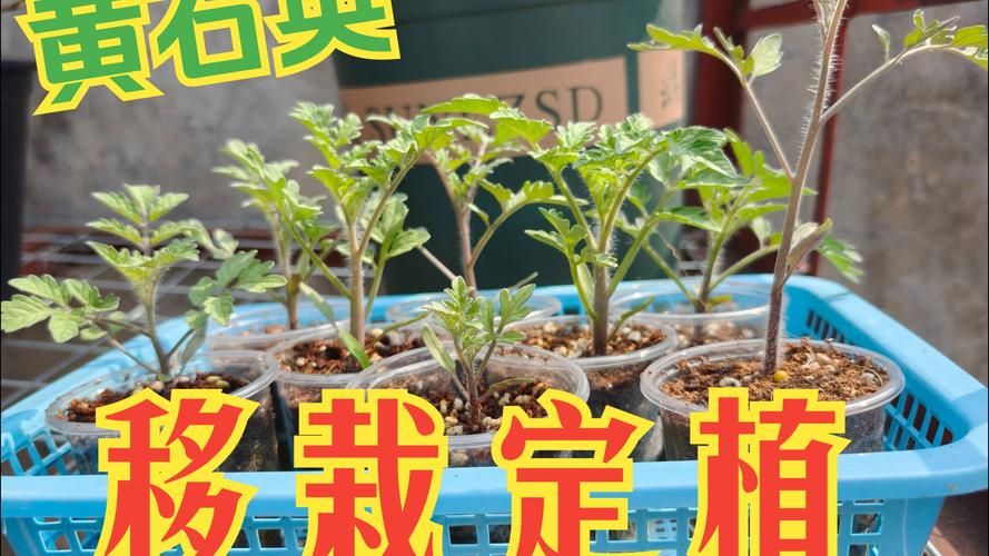 高产苗床圣女版本大全：轻松种植圣女果的技巧